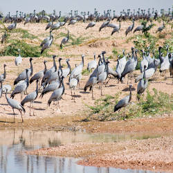Future Of Demoiselle Cranes More Secure Than Most