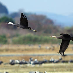 International Efforts To Save The Hooded Crane