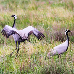 Demoiselle Cranes Cared For By Jains And Hindus, India