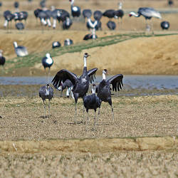 Hooded Crane Protected Areas Established In China