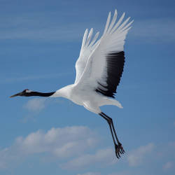  Red-crowned Crane Named The National Bird Of China