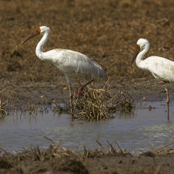  Siberian Cranes Are The Most Threatened Cranes