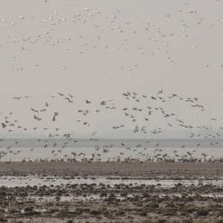 China Plans Food Drop For Migratory Cranes In Peril