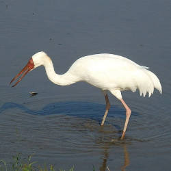  Siberian Cranes Declining In China And Russia. Possibly Extinct In India