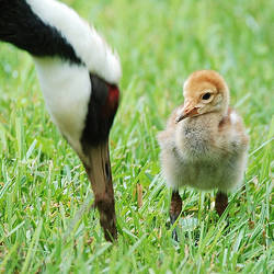 Threats To White-naped Cranes