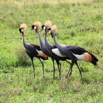 Cranes — Africa
