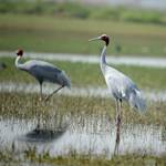 Cranes — India & Southeast Asia