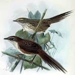 Chatham Islands Fernbird