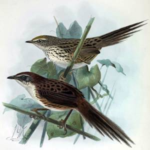 Chatham Islands Fernbird