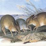 Pig-footed Bandicoot