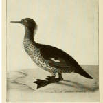 Auckland Islands Merganser