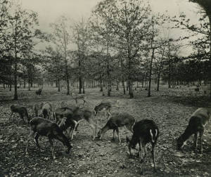 Species Recovery, Whitetail Deer