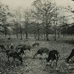 Species Recovery, Whitetail Deer