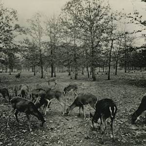 Species Recovery, Whitetail Deer