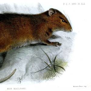 Maclear's Rat