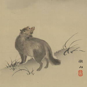 Honshu Wolf