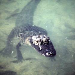 American alligator listed as an endangered species