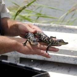 Louisiana's alligator management program initiated