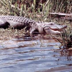 American Alligator downlistings and delistings