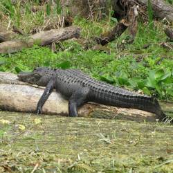 American alligator pronounced a fully recovered species