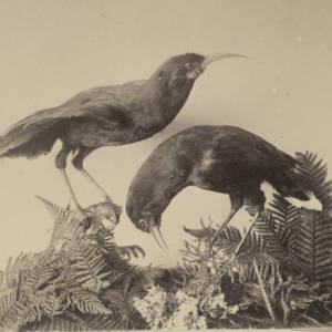 Huia