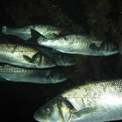 Climent Cod What is missing? | Cod — Atlantic