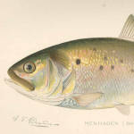 Menhaden — Atlantic