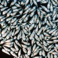 Omega Protein’s Menhaden Reduction Operation