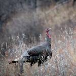 Wild Turkey