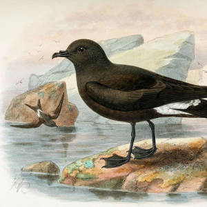 Guadalupe Storm-Petrel