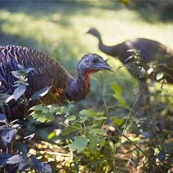 Wild turkey numbers reach 1.8 million