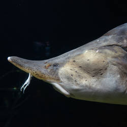 Huge sturgeon caught in Astrakhan