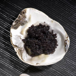 The UN bans export of Beluga sturgeon caviar from Caspian Sea