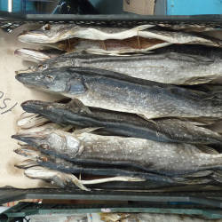 Sturgeon fishing banned in the Caspian Basin