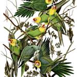 Carolina Parakeet