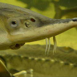  Sturgeon extirpated from Germany