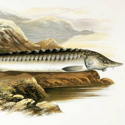 European sturgeon, thought to be extinct, now listed as critically endangered