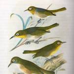 Robust White-eye