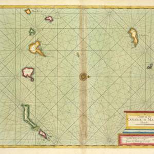 Madeiran Wood Pigeon