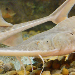 First pallid sturgeon spawns in 50 years