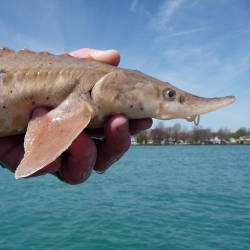 Ottowa tribe works to restore sturgeon in Michigan