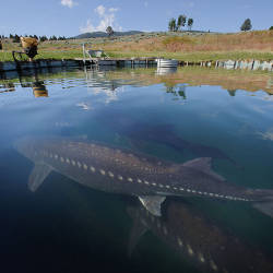 Sturgeon are living dinosaurs