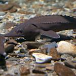 Sturgeon — Asia