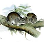 Lesser Stick-Nest Rat