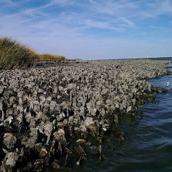 Sustainable Oyster Farming To Share Space With Threatened Shorebird On Delaware Bay 