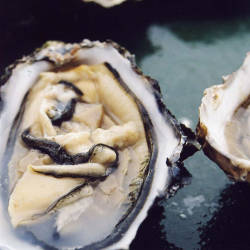 Oyster Population Survey Approved In The Chesapeake Bay, Scott Dance
