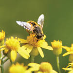 Species Collapse, Bees 