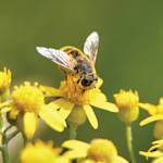 Species Collapse, Bees