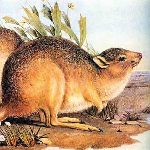 What is missing? Desert RatKangaroo