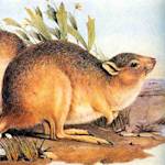 Desert Rat-Kangaroo